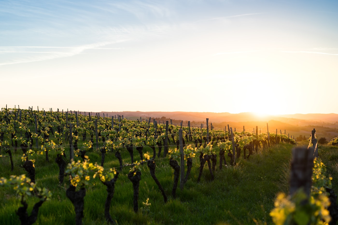 Vignoble de Bourgogne